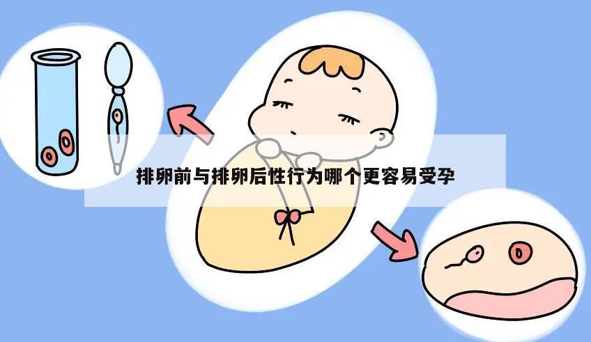 排卵前与排卵后性行为哪个更容易受孕