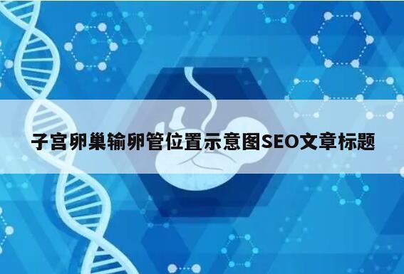 子宫卵巢输卵管位置示意图SEO文章标题